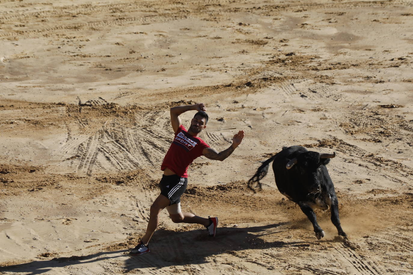 Fotos: Segundo encierro y capea matinal en Peñafiel