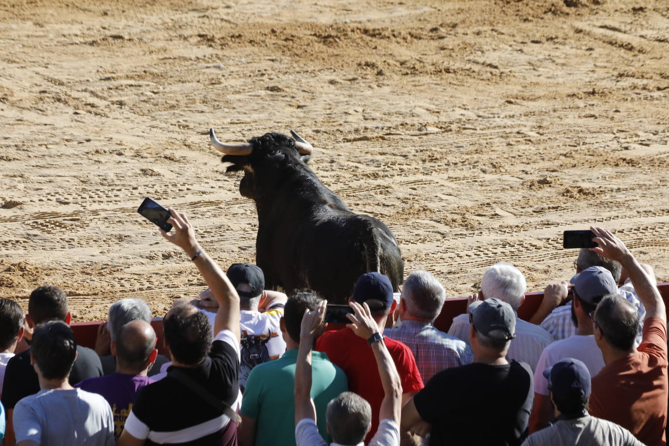 Fotos: Segundo encierro y capea matinal en Peñafiel