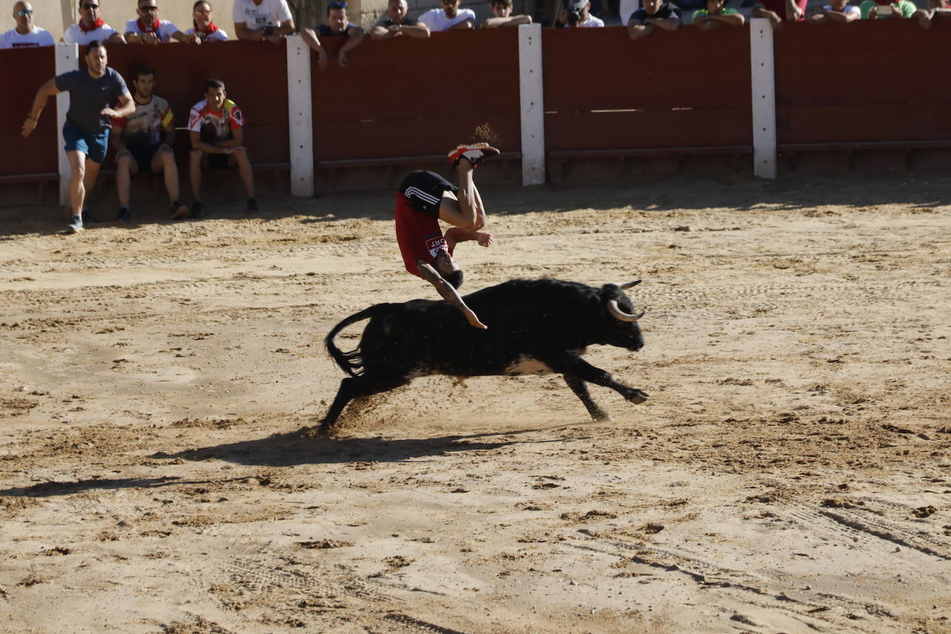 Fotos: Segundo encierro y capea matinal en Peñafiel