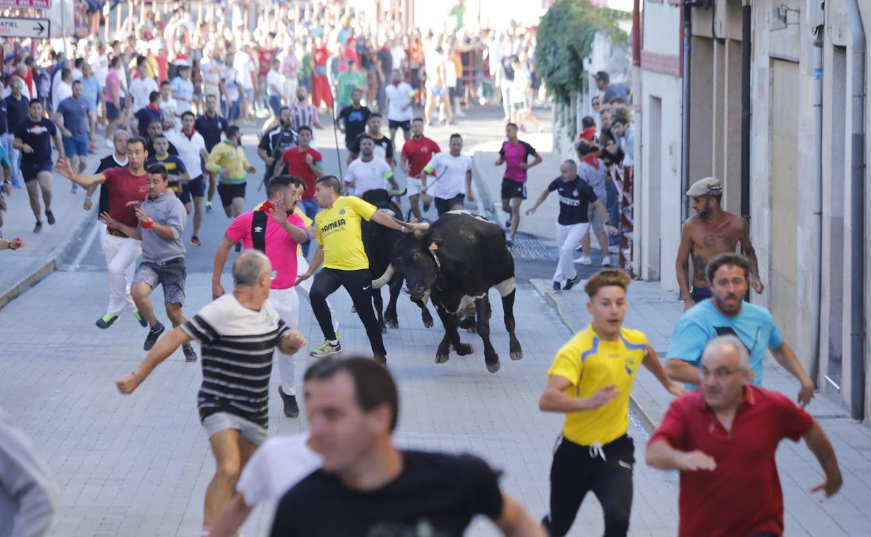 Momento del segundo encierro de Peñafiel cuando un toro ha empujado a uno de los corredores.