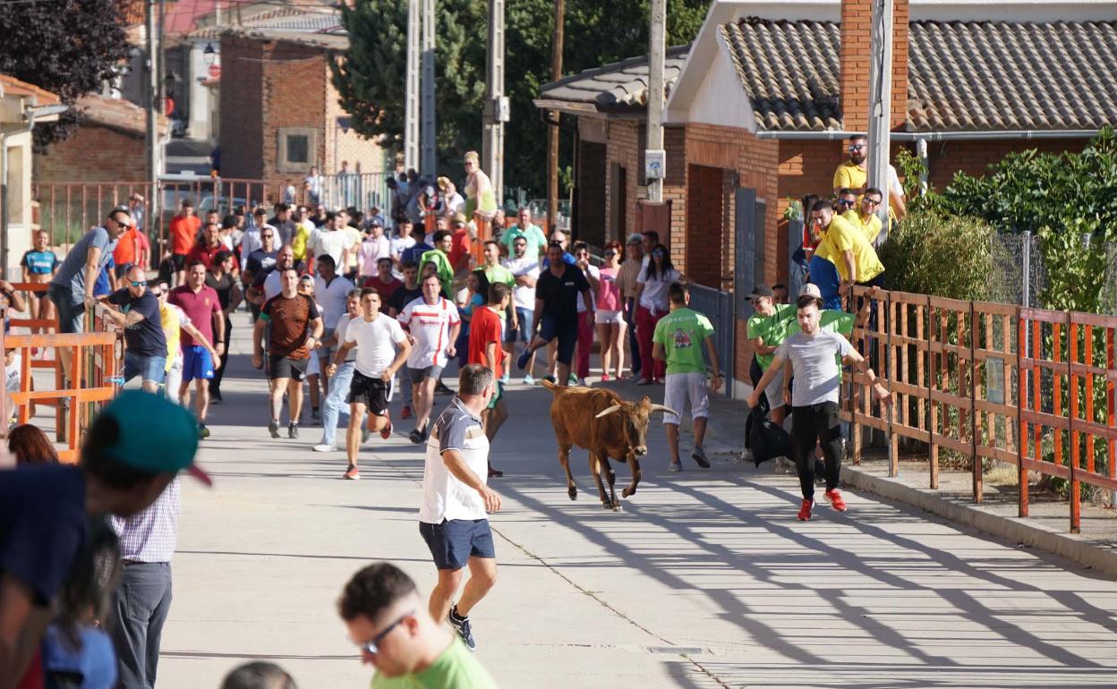 Un momento del encierro por las calles de Cantalpino.