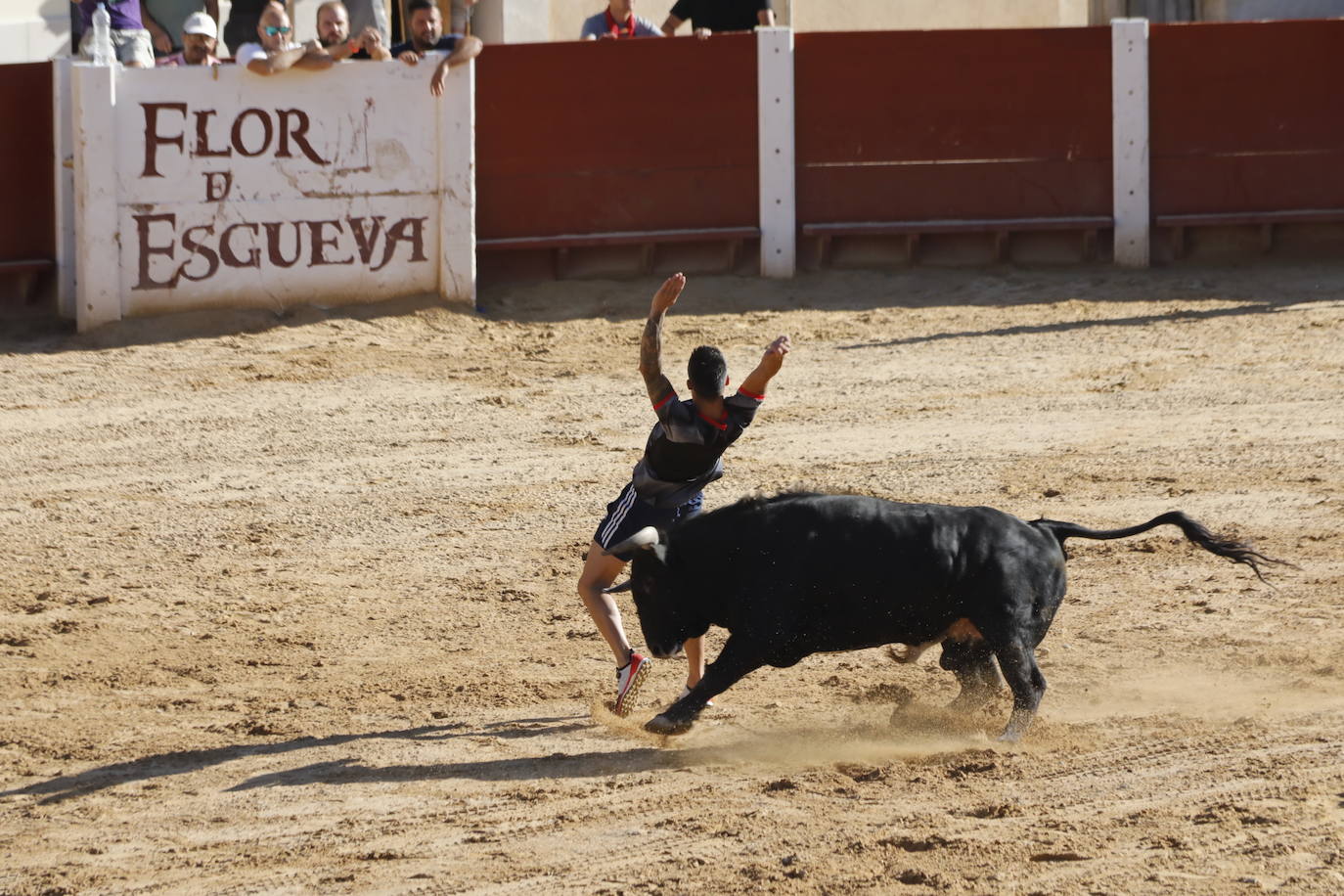 Fotos: Encierro y capea matutina del sábado en Peñafiel