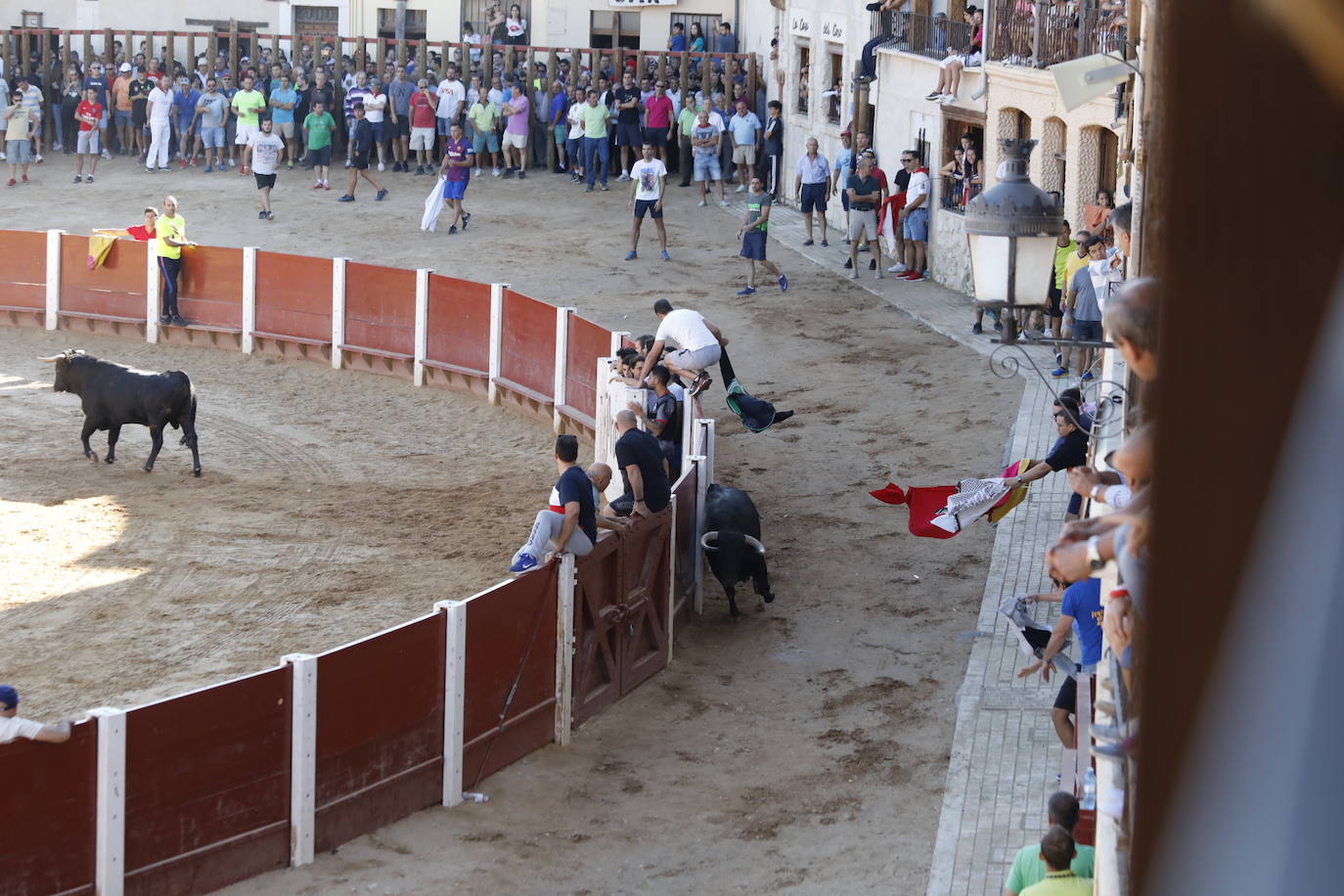 Fotos: Encierro y capea matutina del sábado en Peñafiel