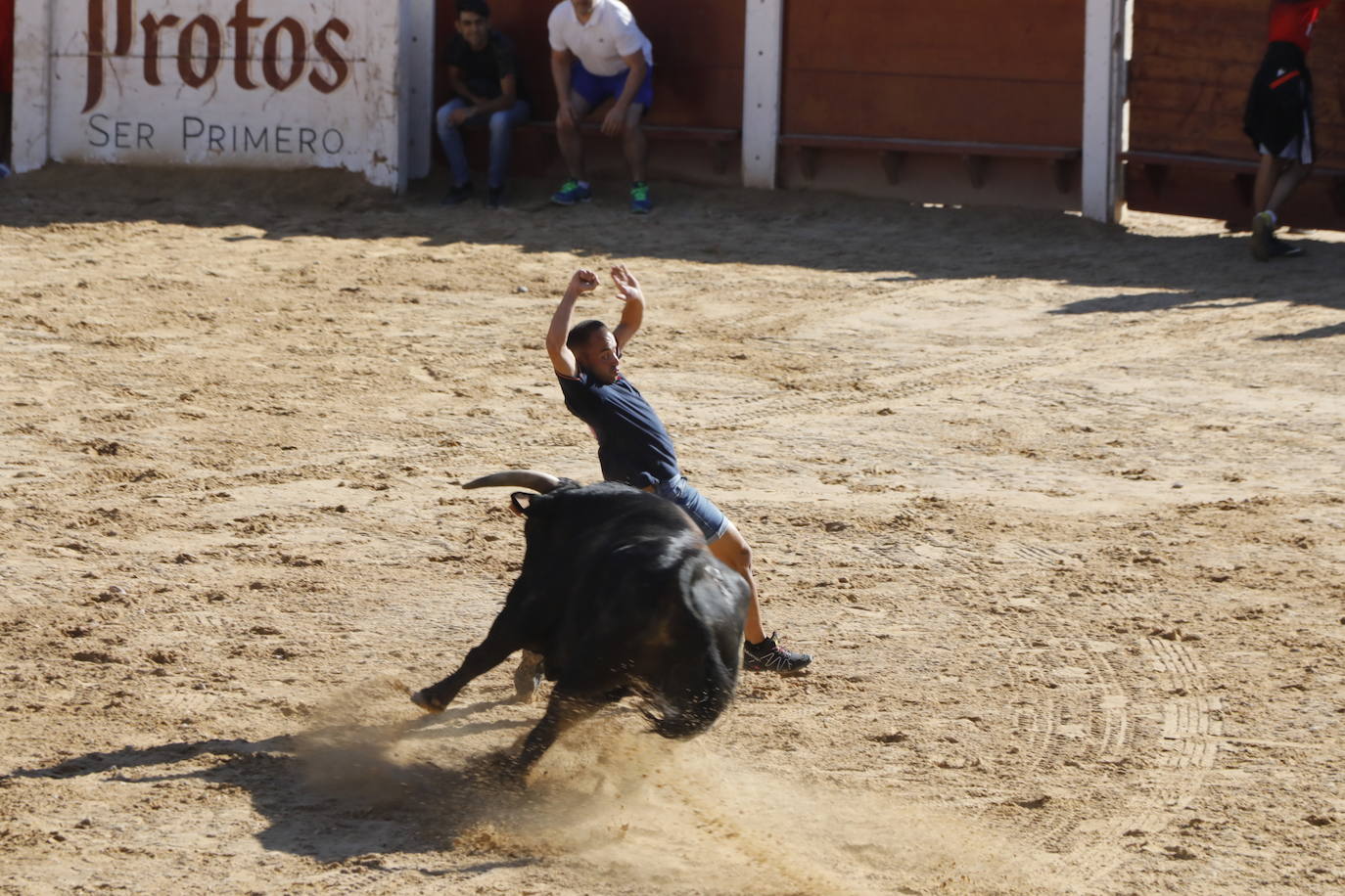 Fotos: Encierro y capea matutina del sábado en Peñafiel