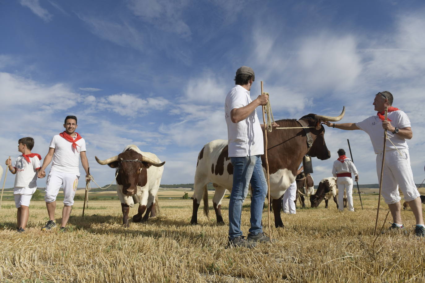 Fotos: Transhumancia de bueyes en Tudela de Duero