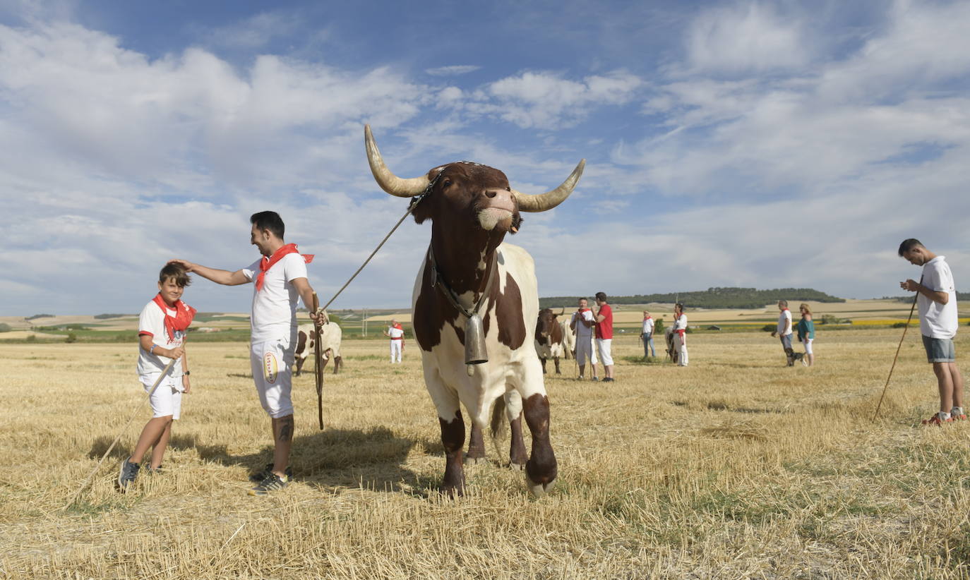 Fotos: Transhumancia de bueyes en Tudela de Duero