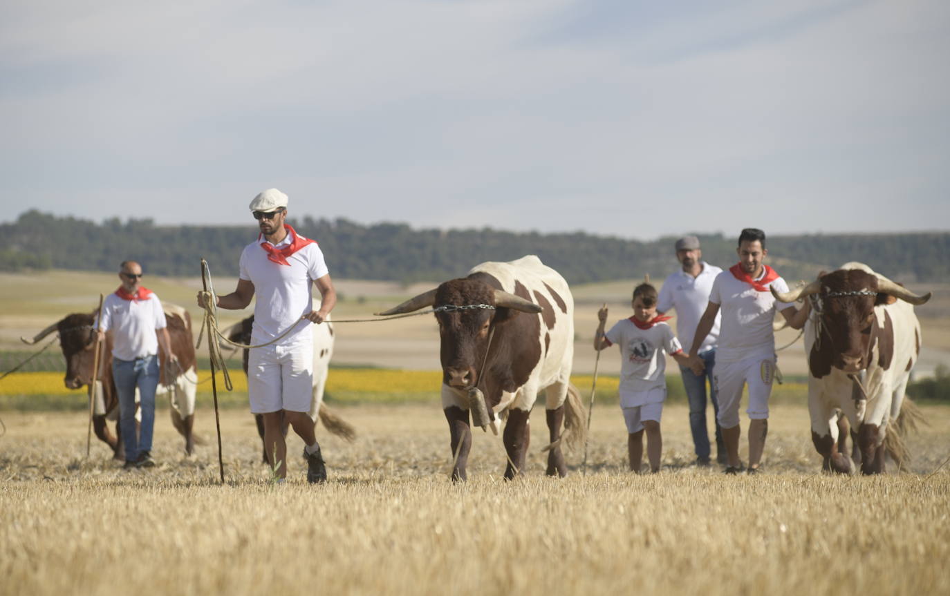 Fotos: Transhumancia de bueyes en Tudela de Duero