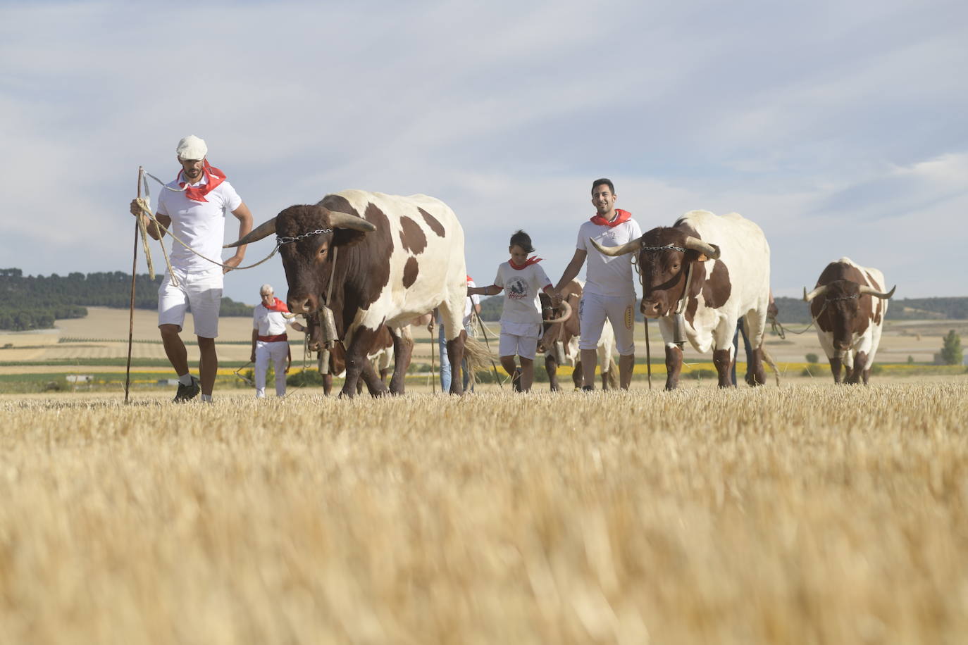 Fotos: Transhumancia de bueyes en Tudela de Duero