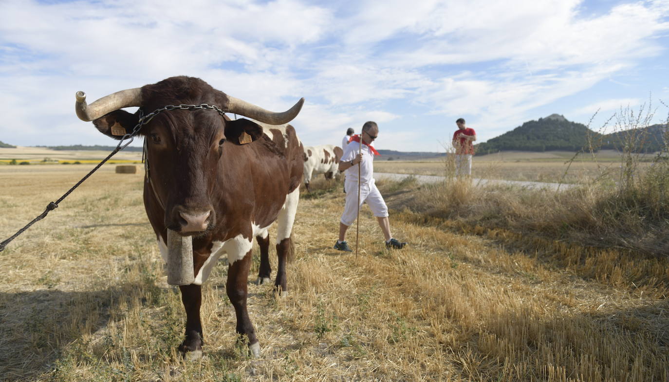 Fotos: Transhumancia de bueyes en Tudela de Duero