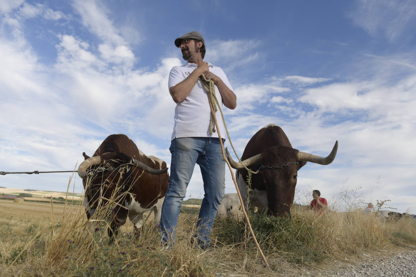 Fotos: Transhumancia de bueyes en Tudela de Duero