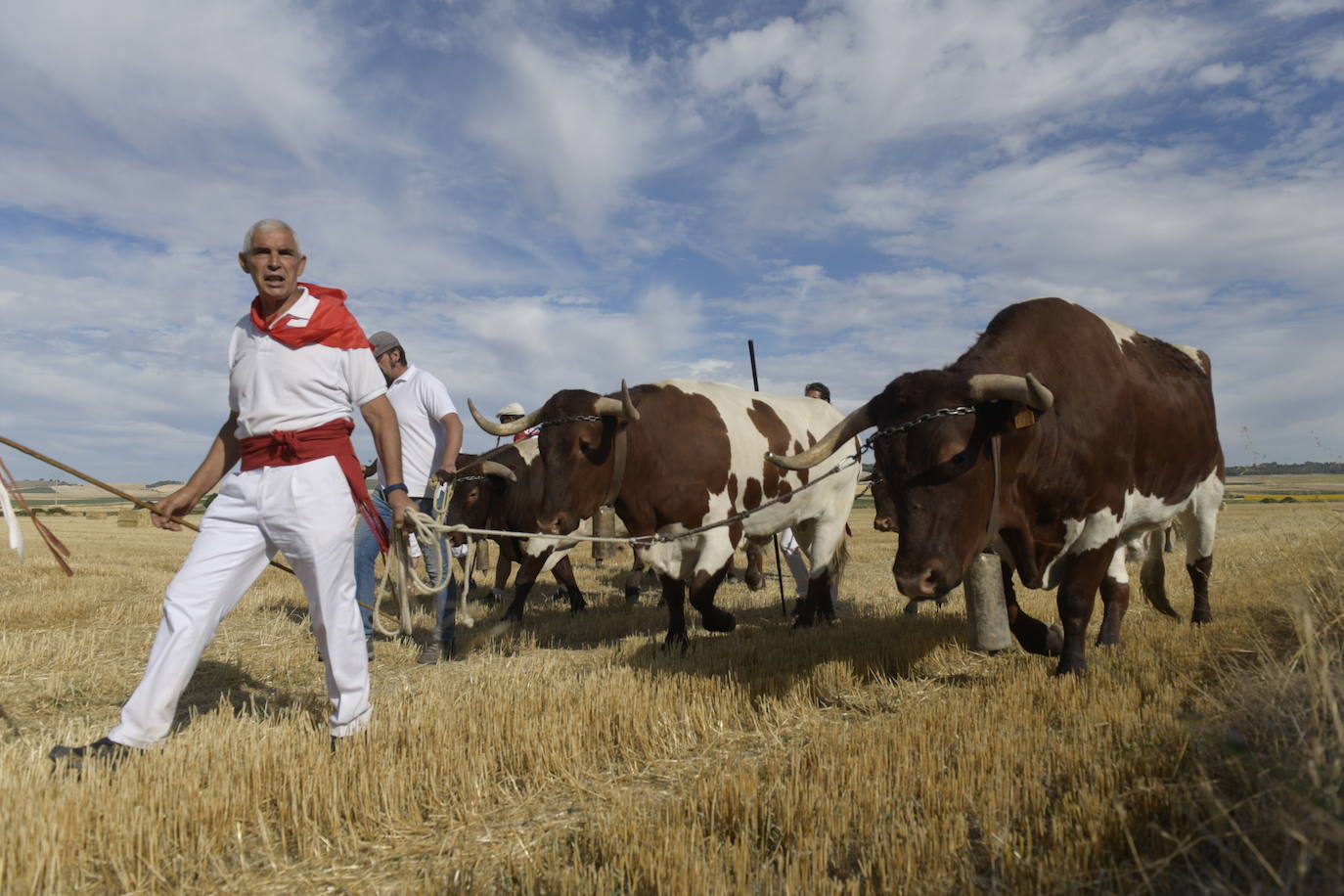 Fotos: Transhumancia de bueyes en Tudela de Duero