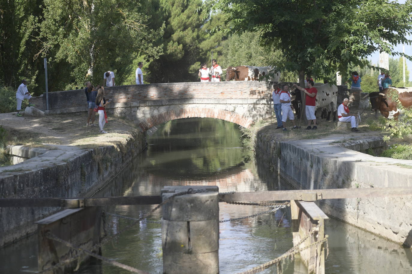 Fotos: Transhumancia de bueyes en Tudela de Duero