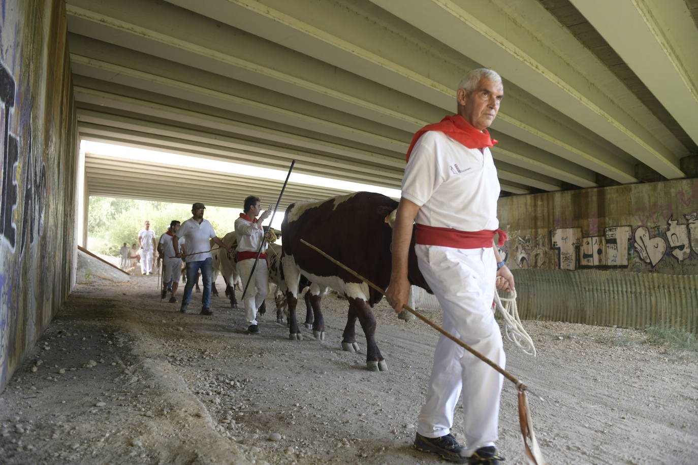 Fotos: Transhumancia de bueyes en Tudela de Duero