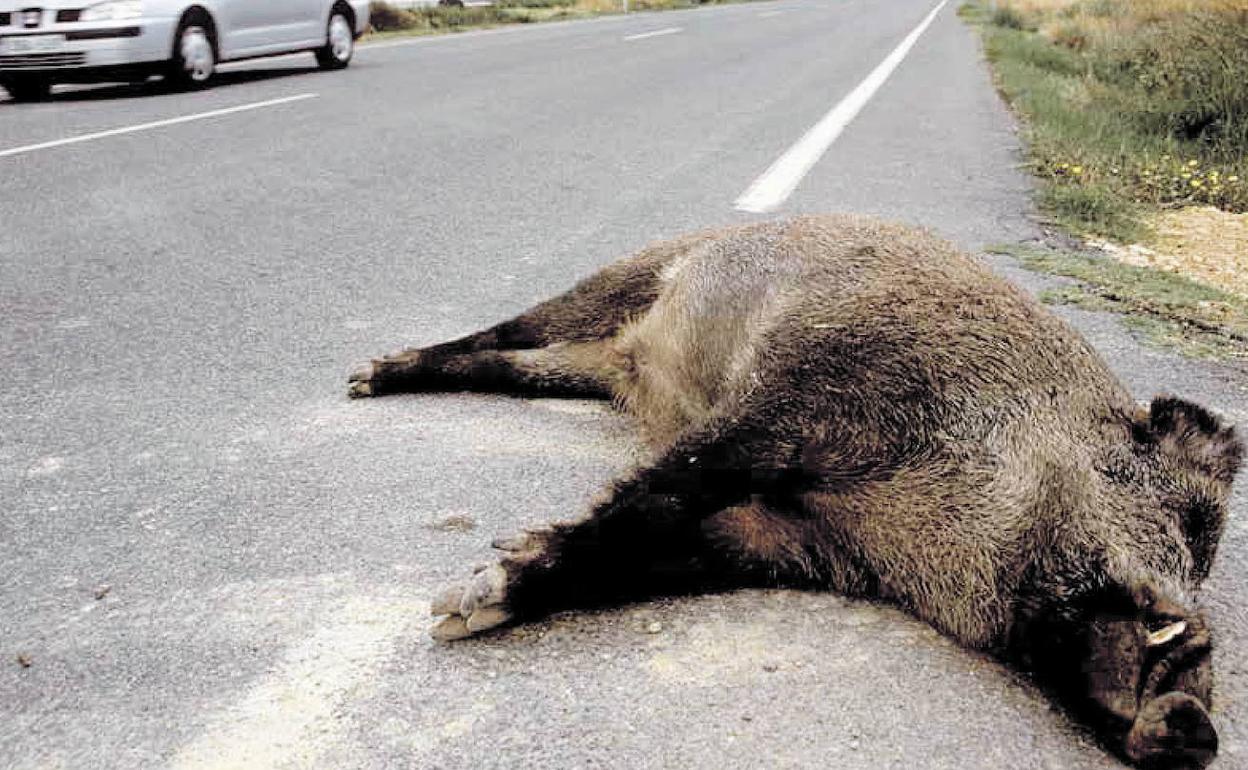 Uu jabalí muerto tras un atropello. 