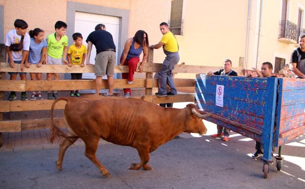 La Comisión Taurina empuja a la vaquilla hacia los toriles.