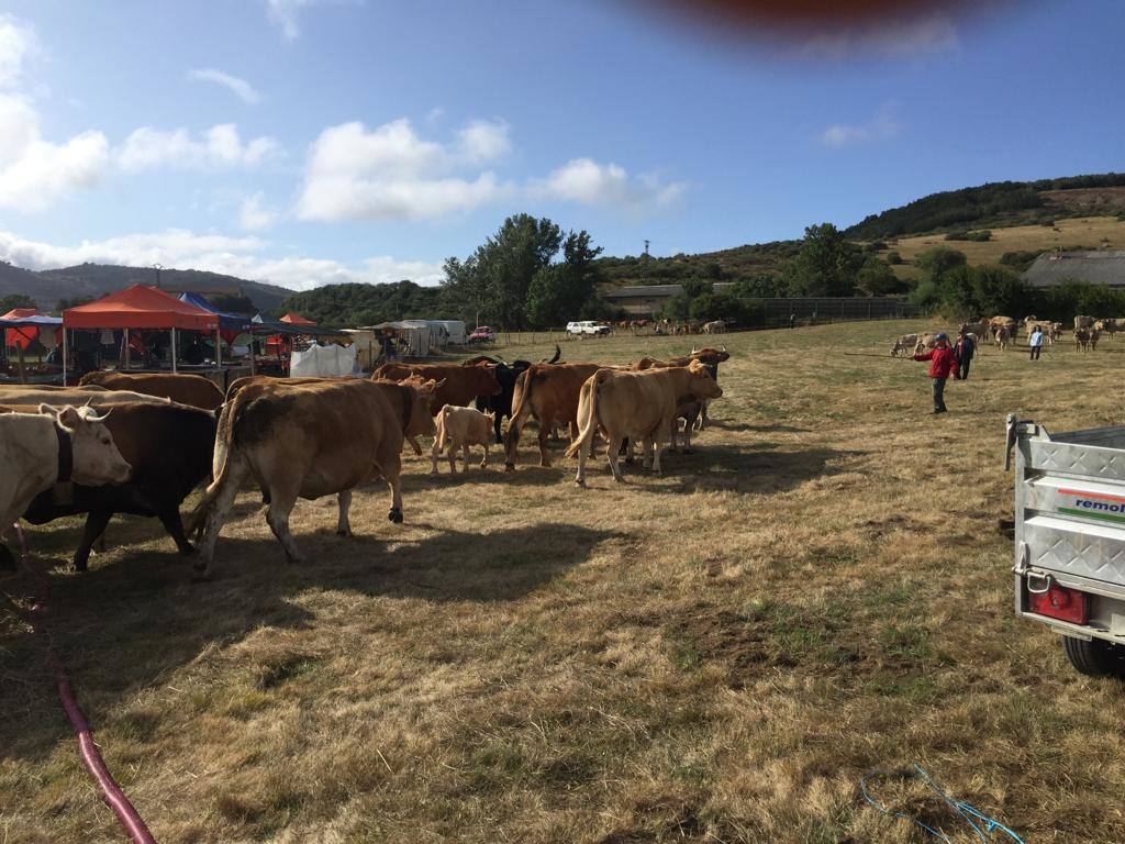 Fotos: Feria de Ganado en San Salvador de Cantamuda