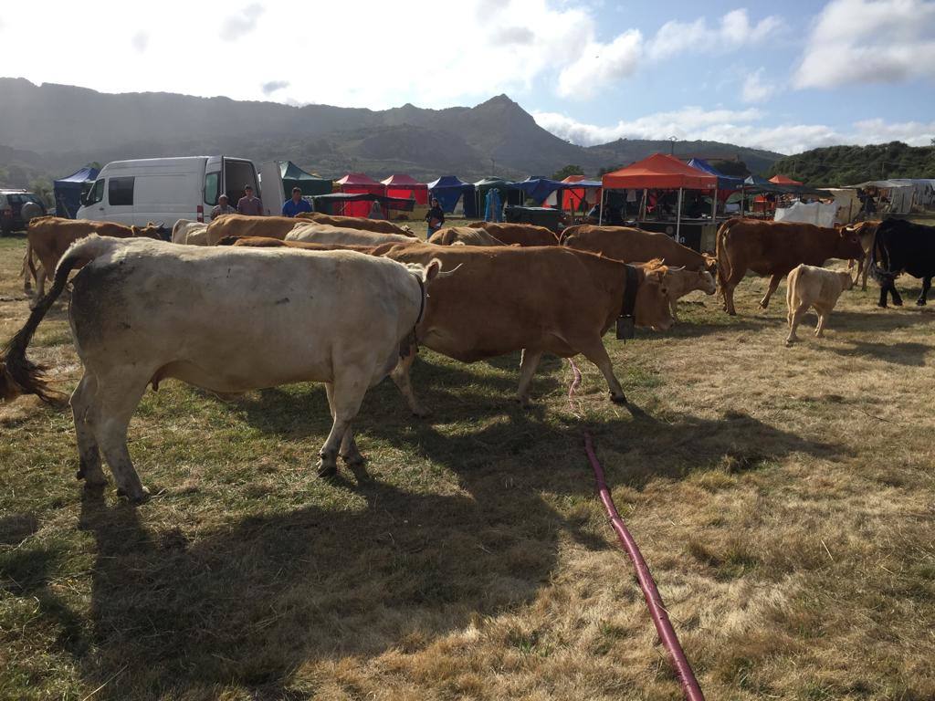 Fotos: Feria de Ganado en San Salvador de Cantamuda