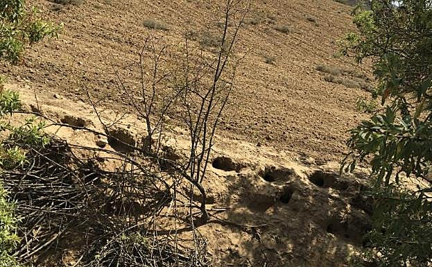 Tierra de cultivo en barbecho en Zaratán, repleta de madrigueras de conejos