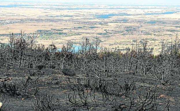 Superficie quemada en el incendio declarado el 4 de agosto. 