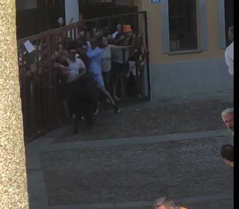Corneado un hombre en Fuenteguinaldo tras perder de vista a uno de los novillos del encierro