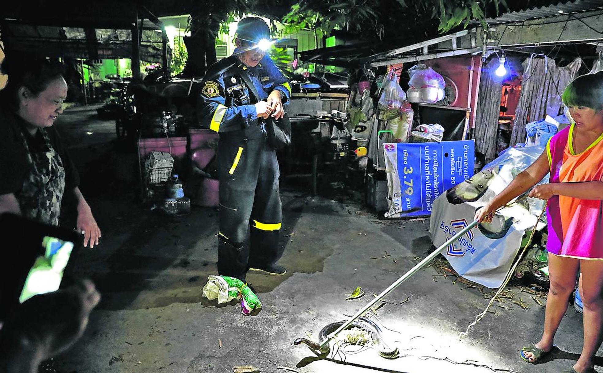 Un bombero de Tailandia se dispone a recoger una serpiente.