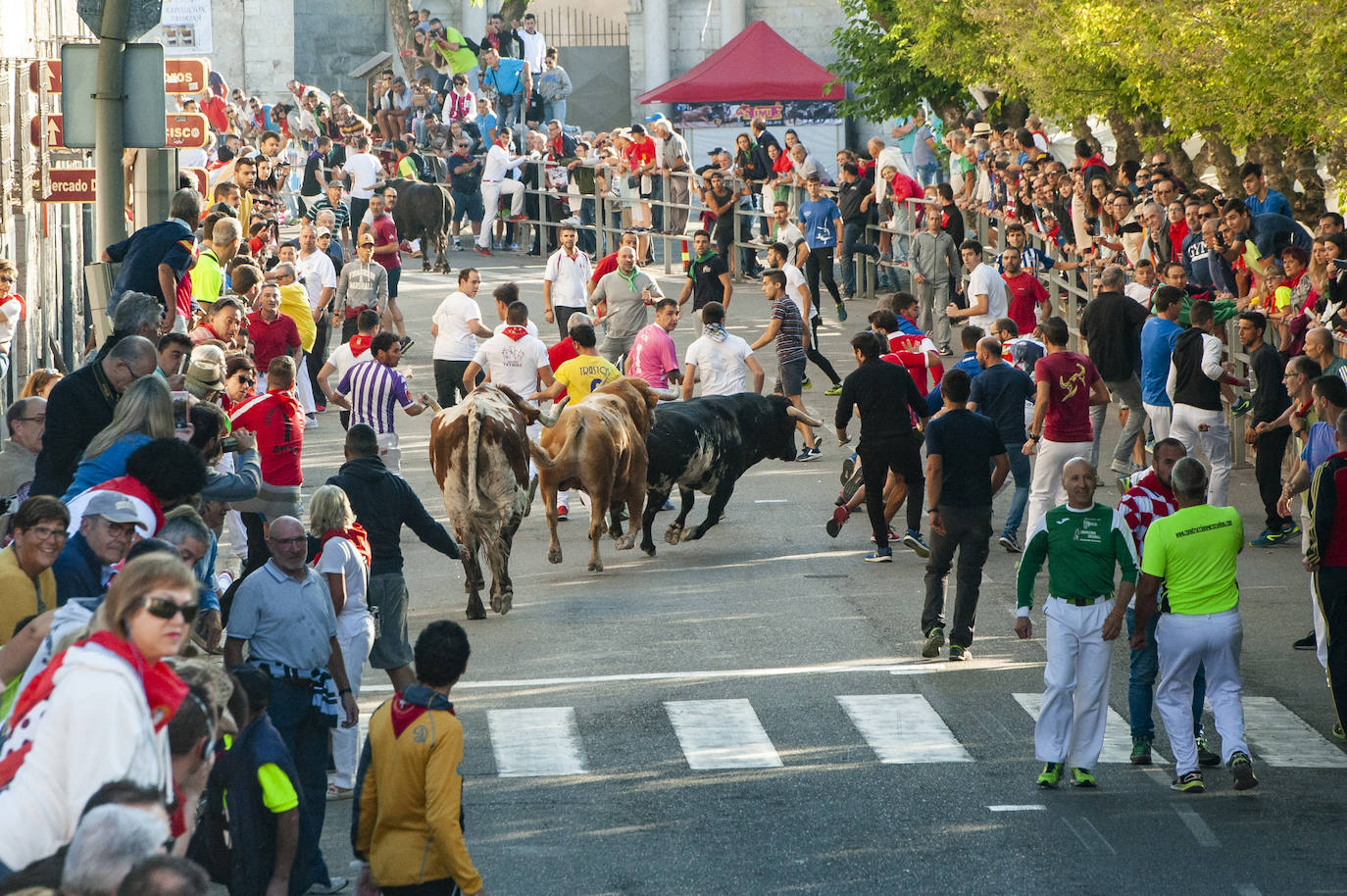 Fotos: Cuarto encierro de Cuéllar