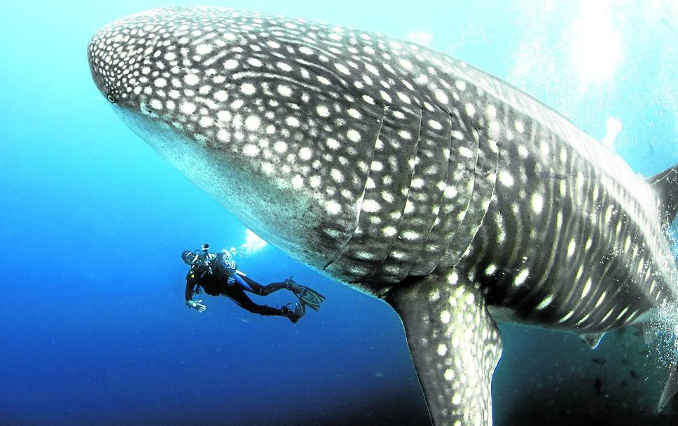 Un buzo contempla un imponente tiburón ballena.