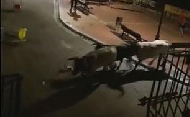 Tres toros desatan el pánico al salirse del recorrido en el encierro nocturno de Ataquines