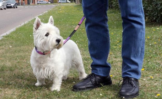 Animal de la raza West Highland Terrier, a la que pertenece 'Cachas'. 