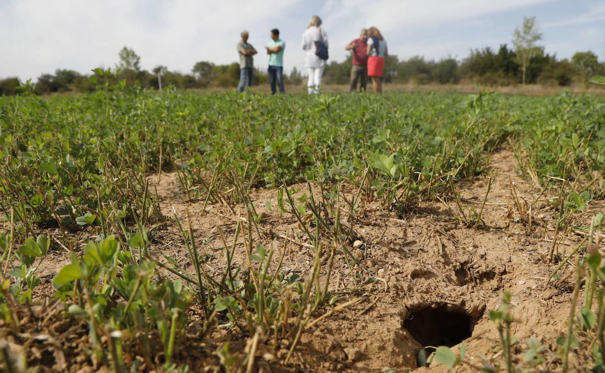 Huras de los topillos en un campo de cultivo en Herrera de Pisuerga. 