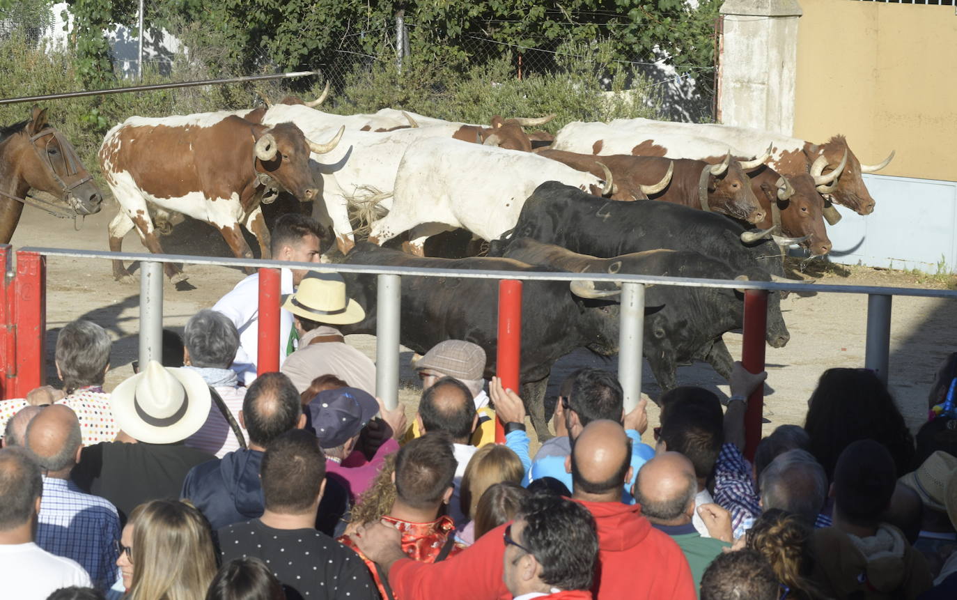 Fotos: Segundo encierro en Medina del Campo