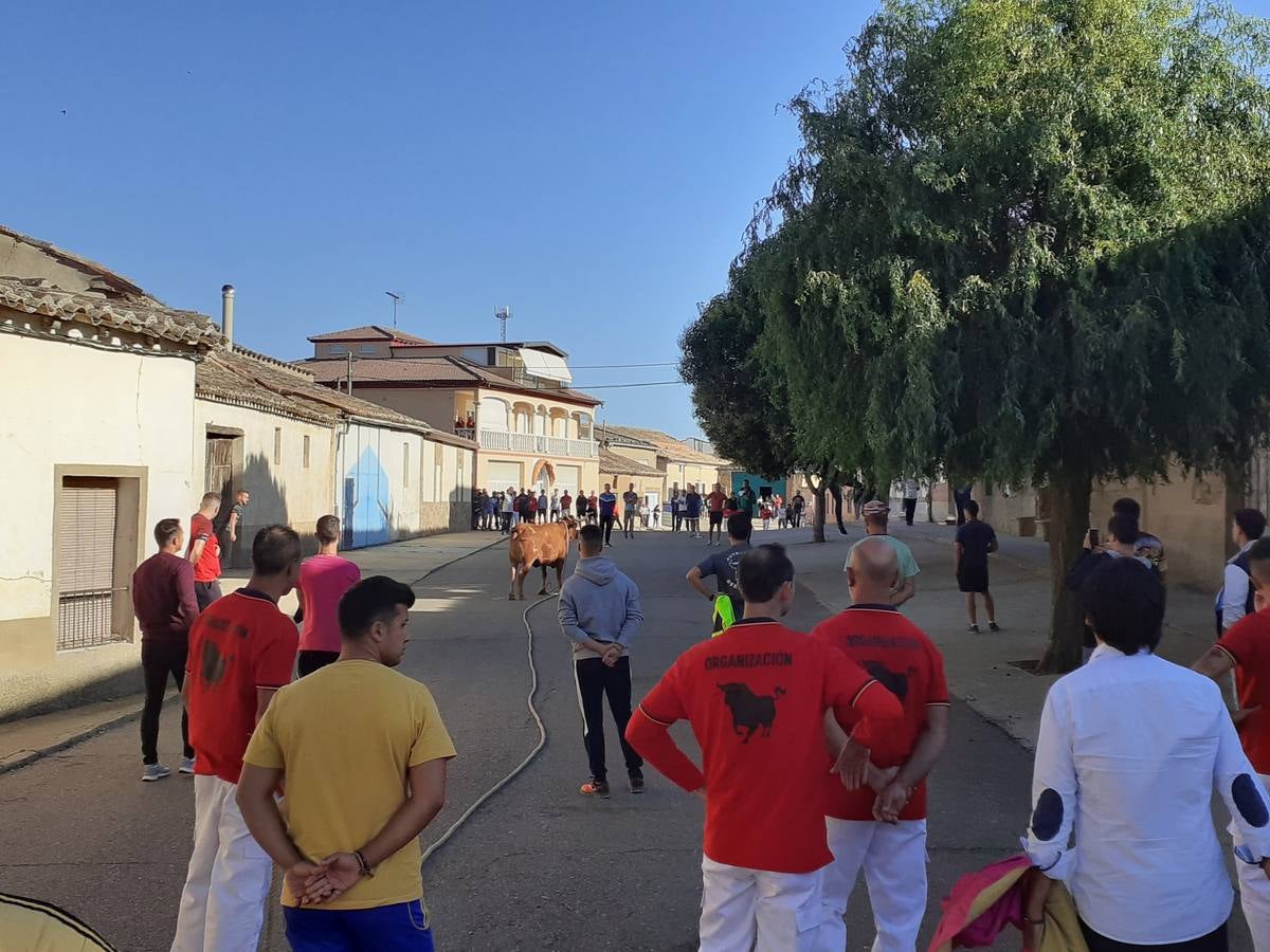 Fotos: Vaca enmaromada de Villafrechós