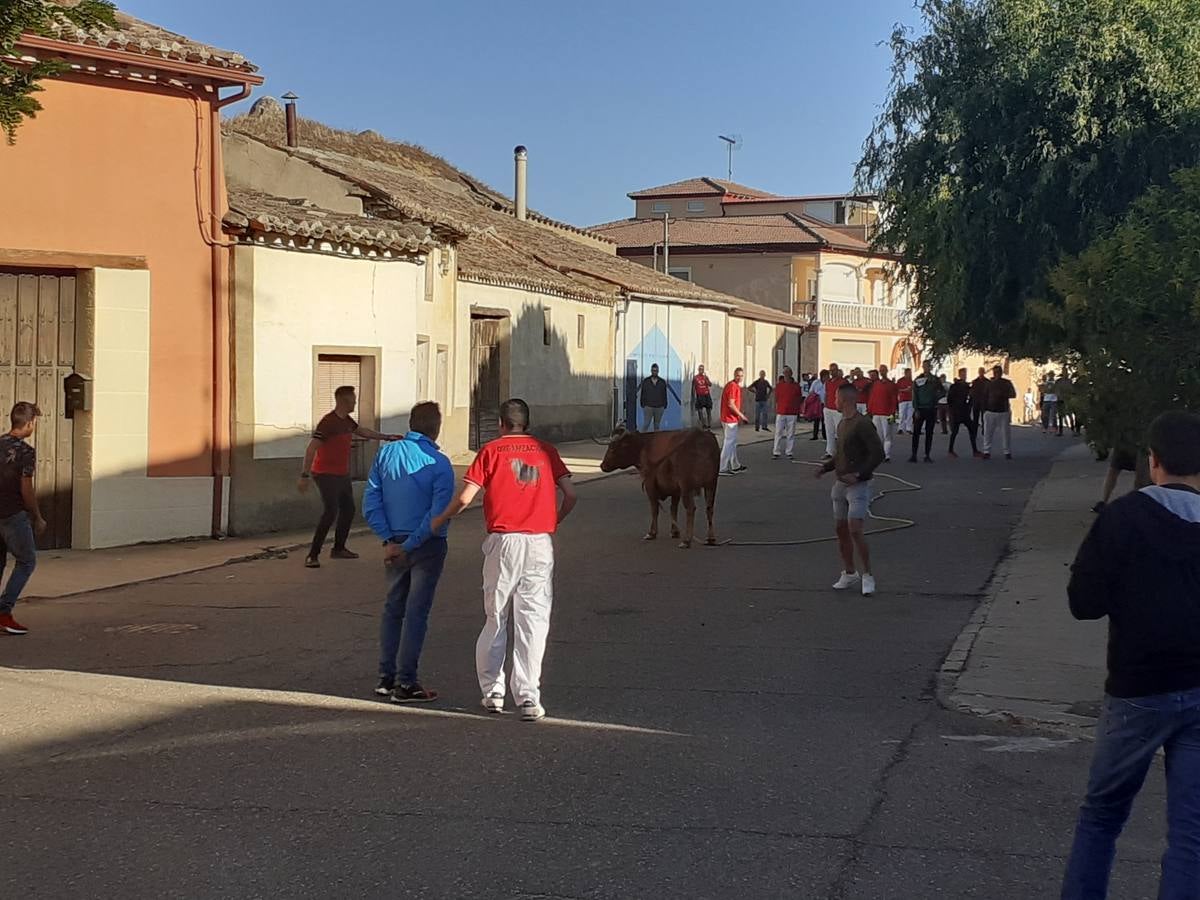 Fotos: Vaca enmaromada de Villafrechós