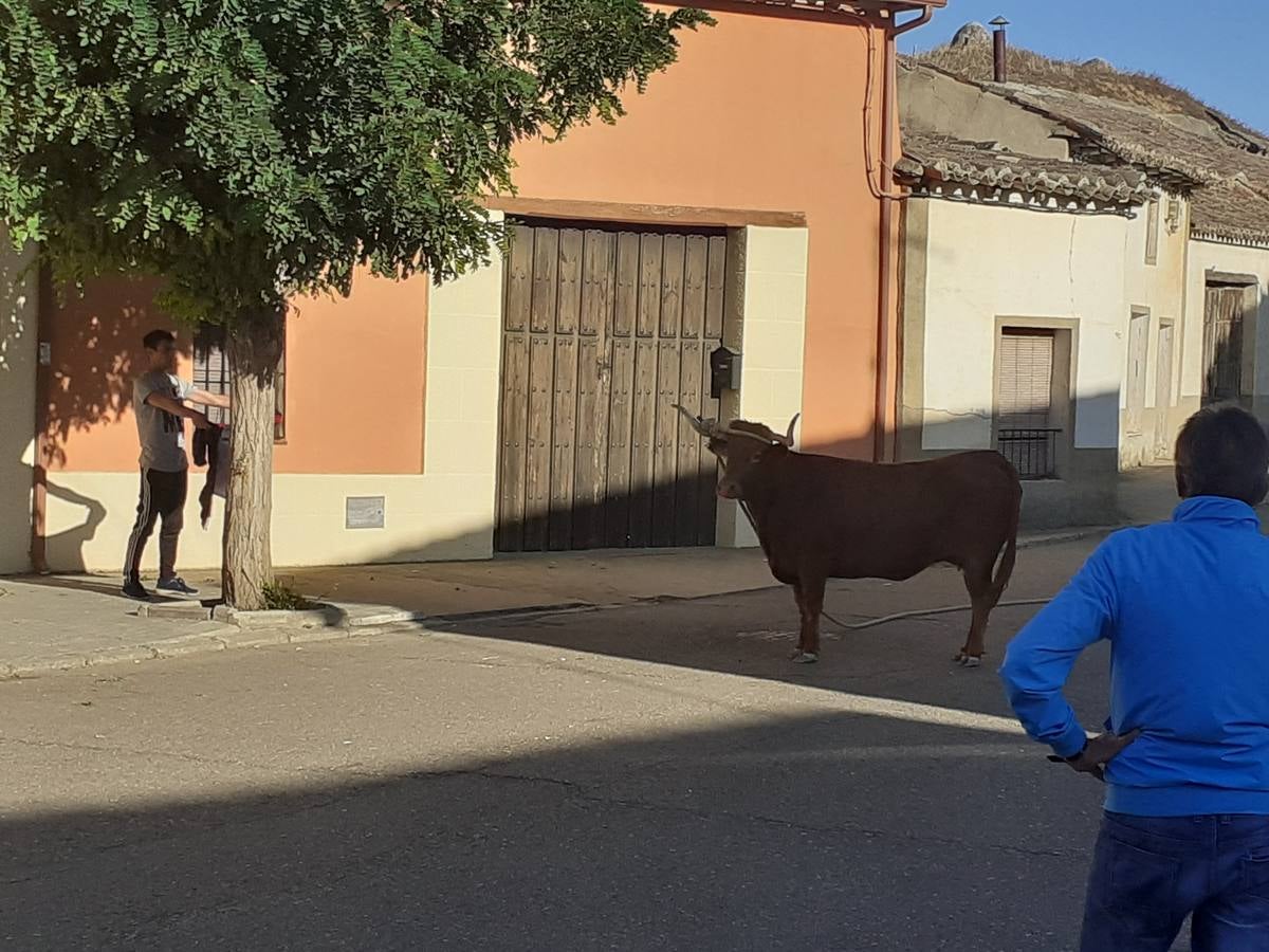 Fotos: Vaca enmaromada de Villafrechós