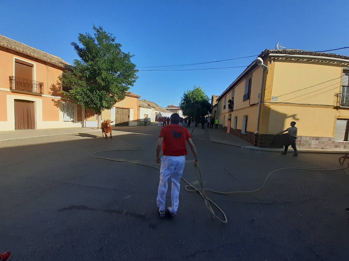 Fotos: Vaca enmaromada de Villafrechós
