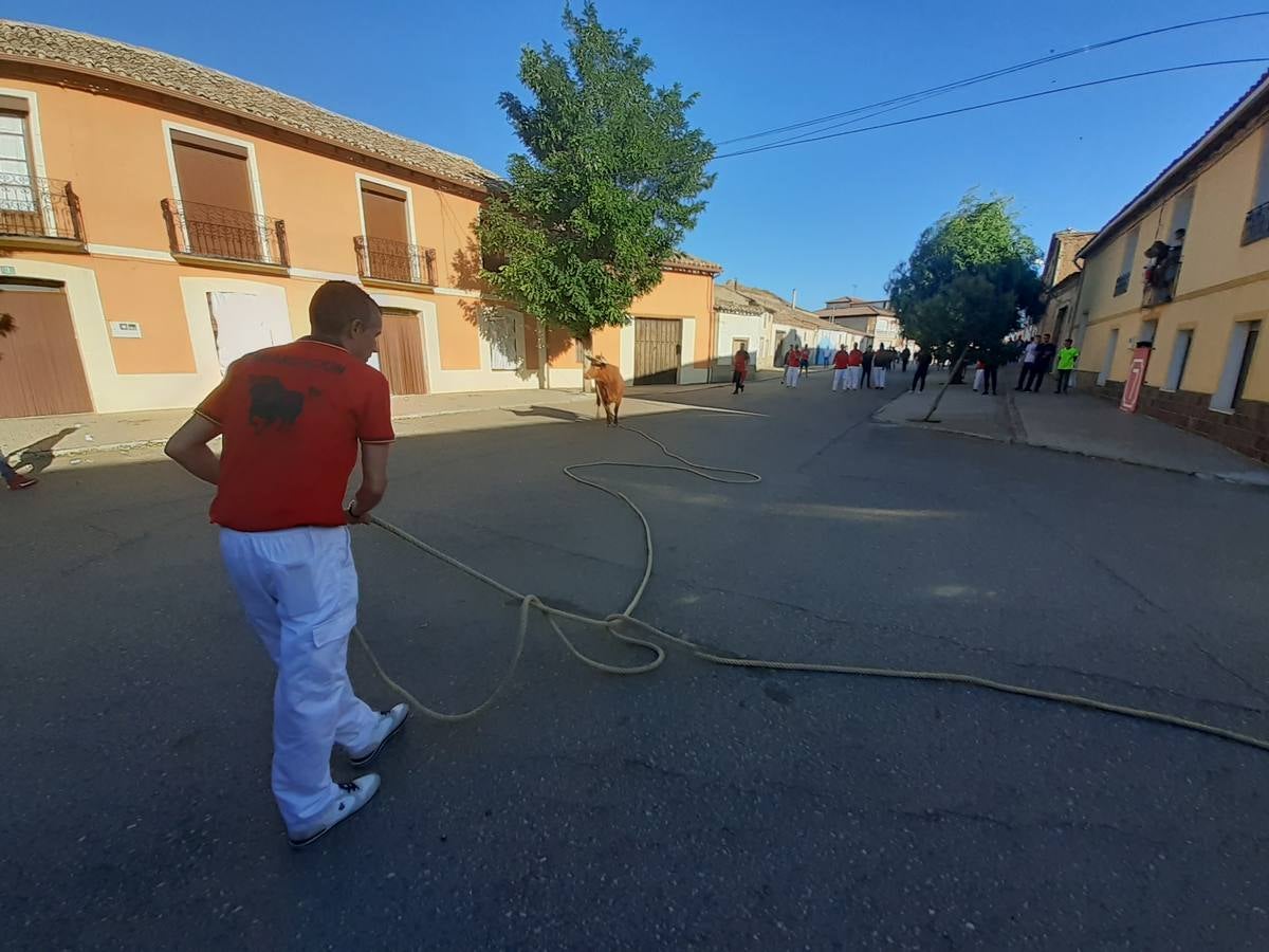 Fotos: Vaca enmaromada de Villafrechós