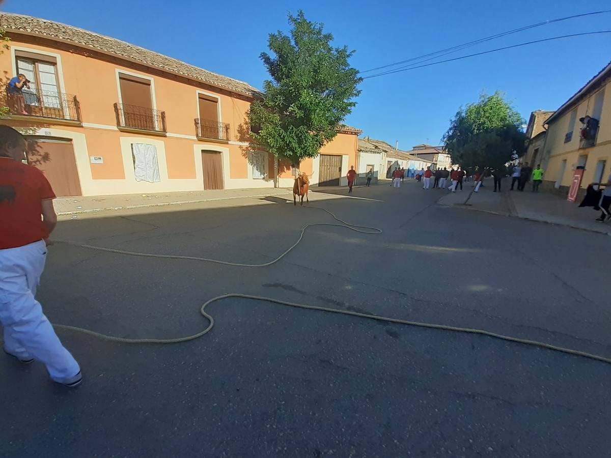 Fotos: Vaca enmaromada de Villafrechós