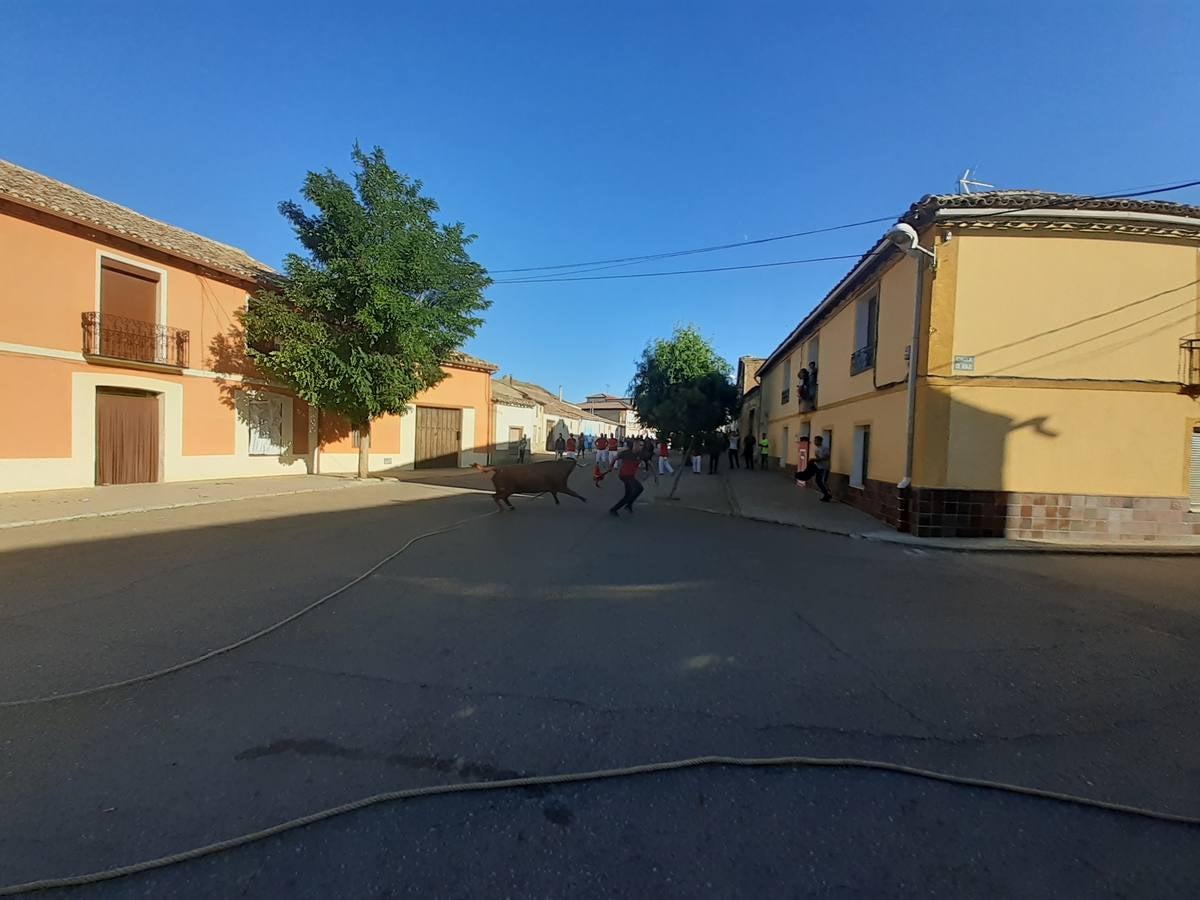 Fotos: Vaca enmaromada de Villafrechós