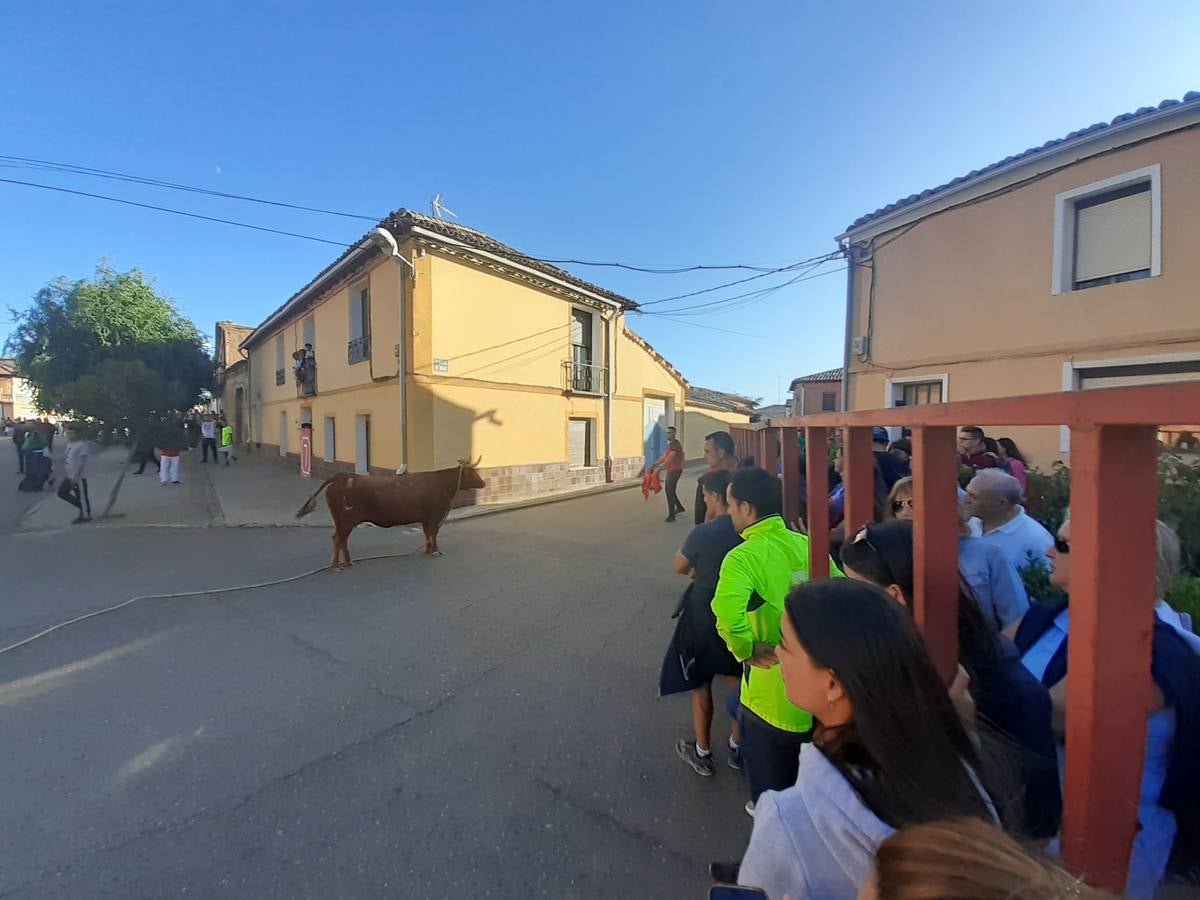 Fotos: Vaca enmaromada de Villafrechós