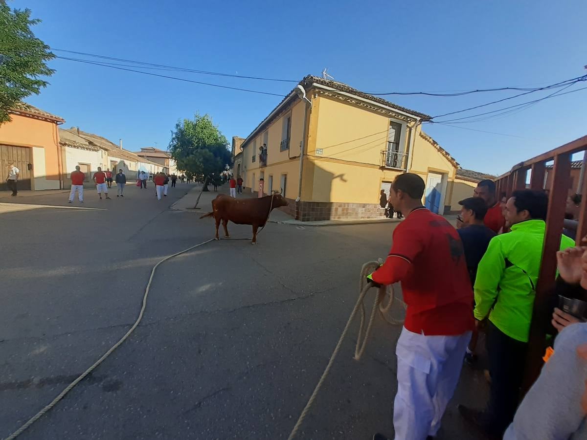 Fotos: Vaca enmaromada de Villafrechós