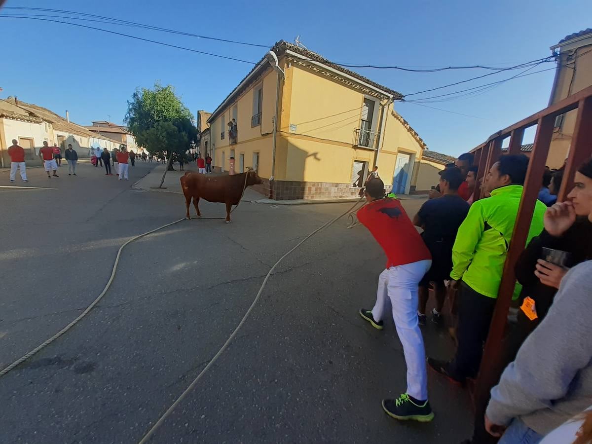 Fotos: Vaca enmaromada de Villafrechós