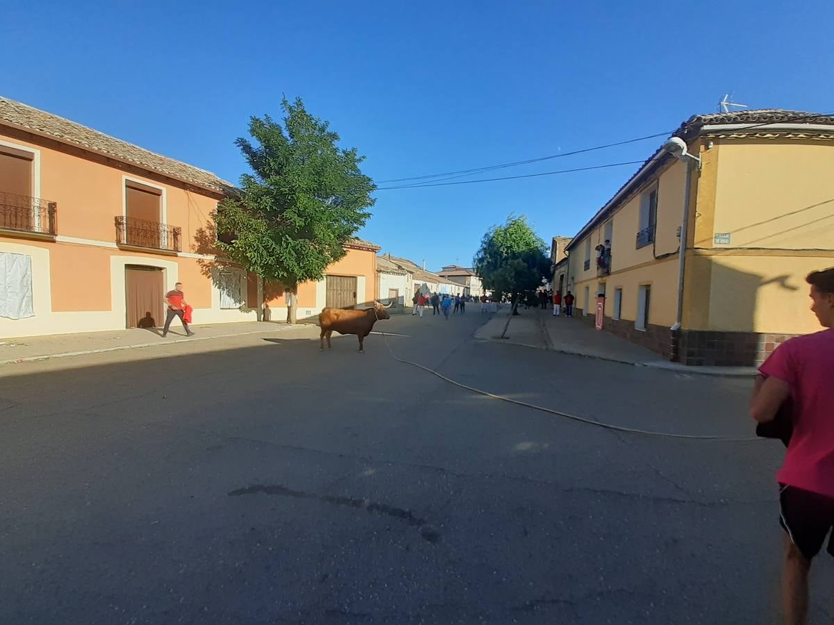 Fotos: Vaca enmaromada de Villafrechós