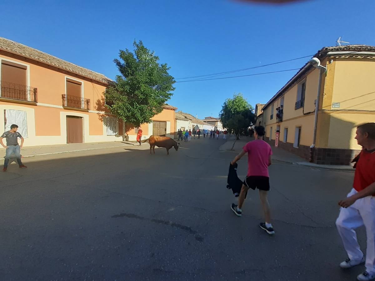 Fotos: Vaca enmaromada de Villafrechós