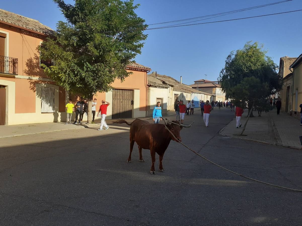Fotos: Vaca enmaromada de Villafrechós