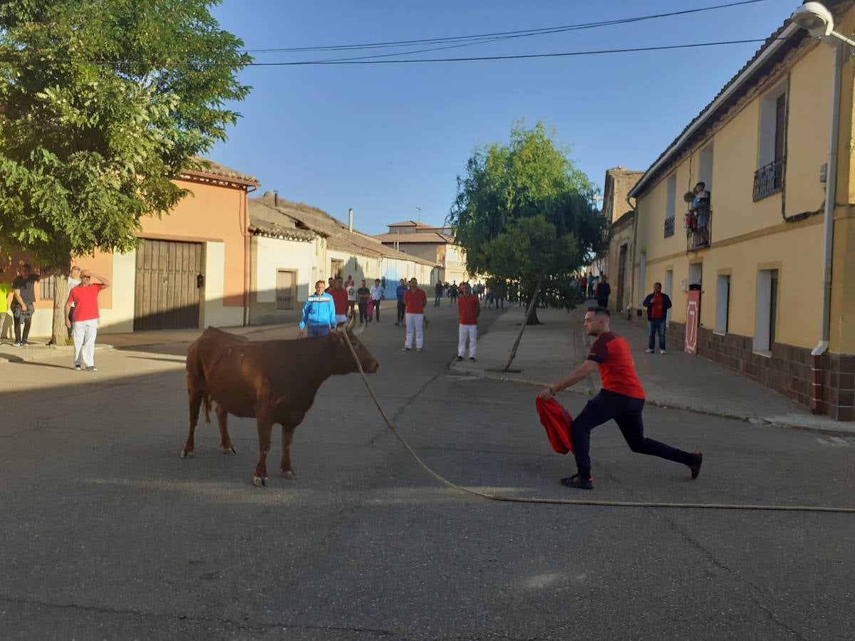 Fotos: Vaca enmaromada de Villafrechós