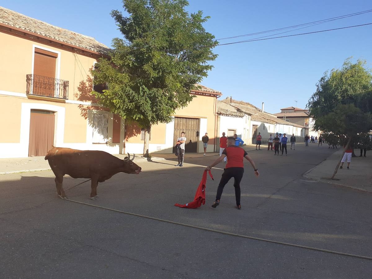 Fotos: Vaca enmaromada de Villafrechós