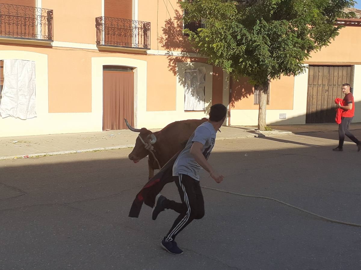 Fotos: Vaca enmaromada de Villafrechós