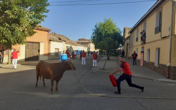 Fotos: Vaca enmaromada de Villafrechós