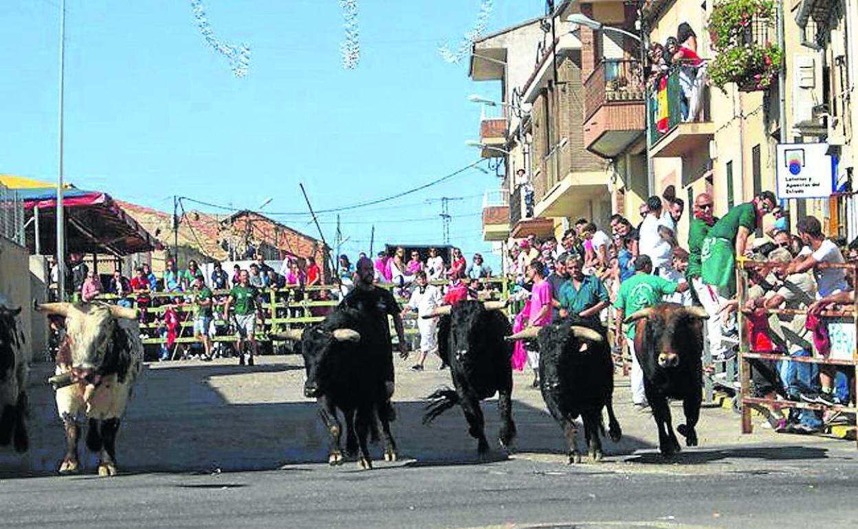 Encierro por las calles de Carbonero, con la manada agrupada. 