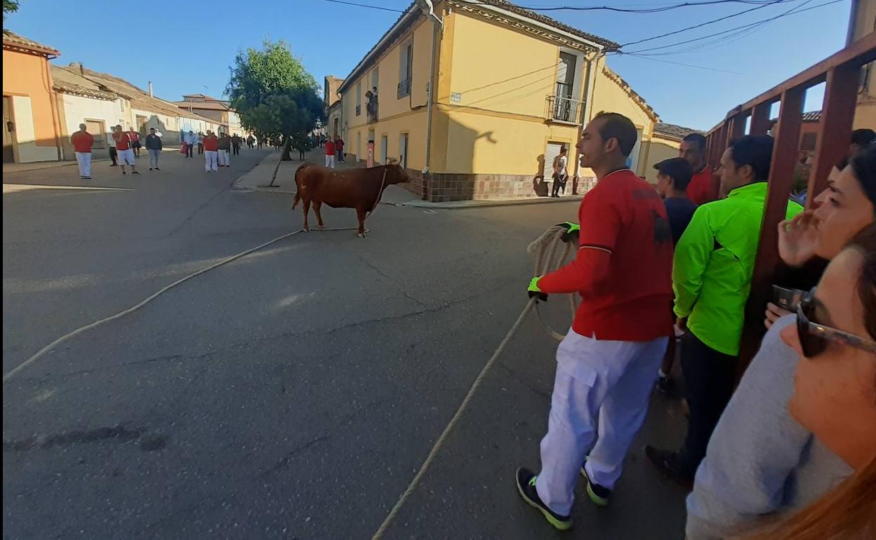 Un hombre controla la maroma que sujeta a la vaca. 